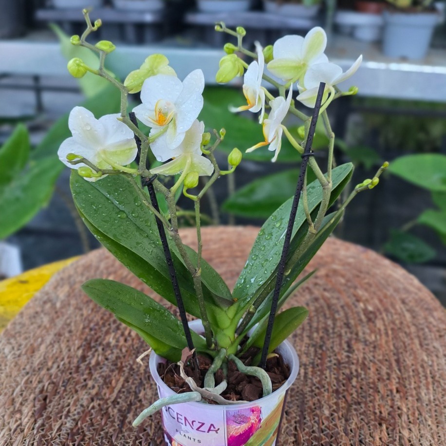 Canlı İthal Saf Beyaz Mini Orkide (Phalaenopsis) - Özel Seri Salon ve Ofis Orkidesi - görsel 3