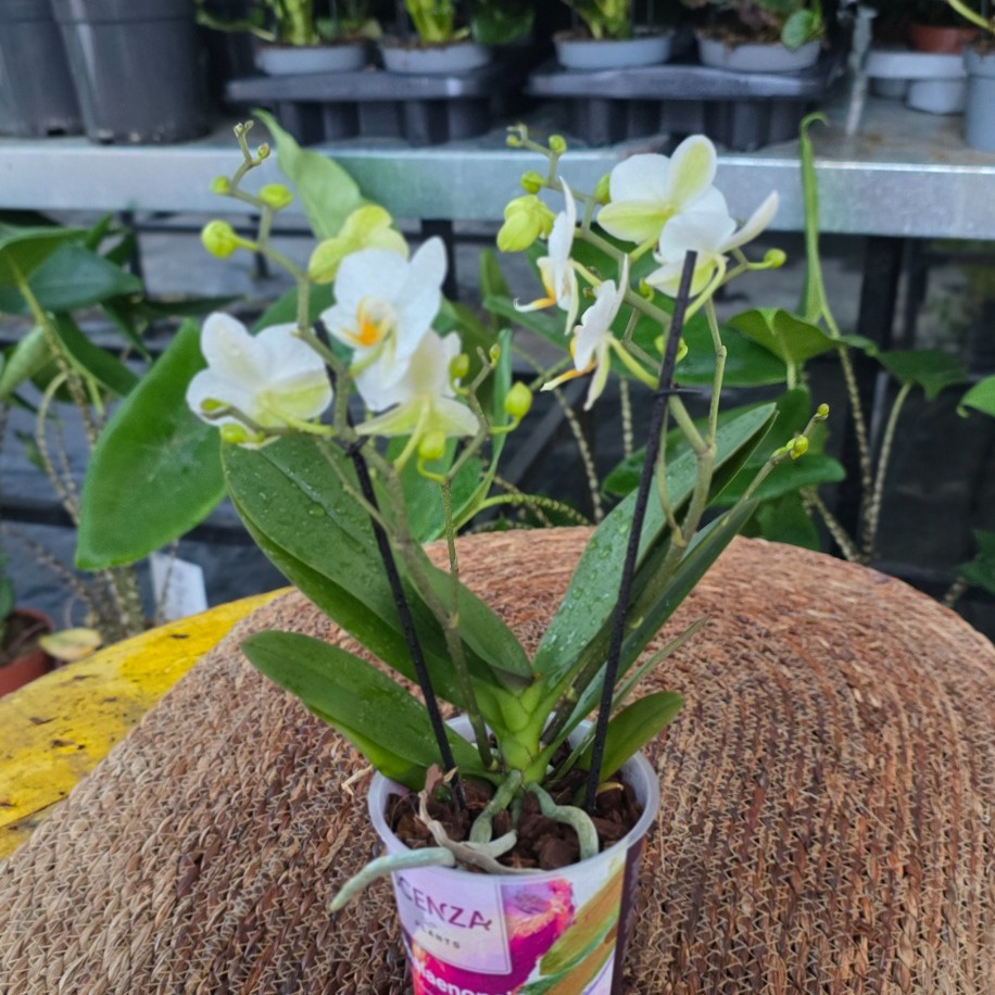 Canlı İthal Saf Beyaz Mini Orkide (Phalaenopsis) - Özel Seri Salon ve Ofis Orkidesi - görsel 4