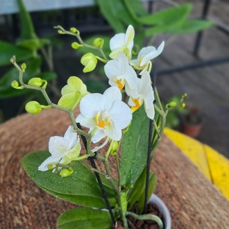 Canlı İthal Saf Beyaz Mini Orkide (Phalaenopsis) - Özel Seri Salon ve Ofis Orkidesi - görsel 6