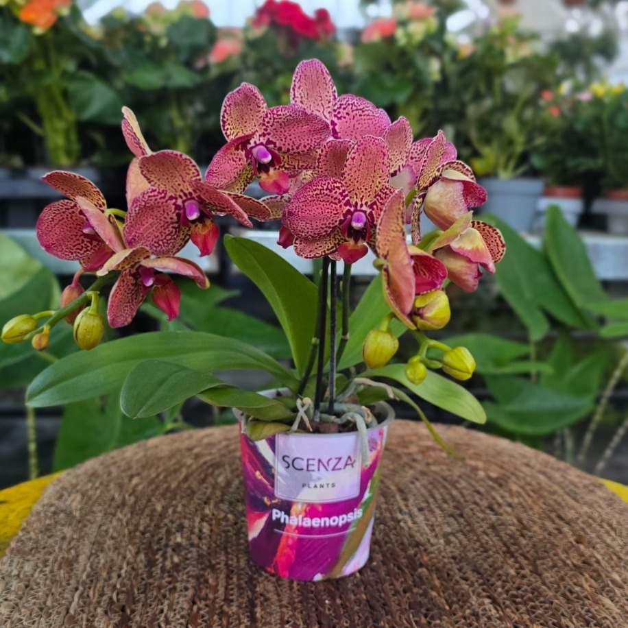 Canlı İthal Leopar Desenli / Sarı-Kırmızı Tonlu Mini Orkide (Phalaenopsis) - görsel 2