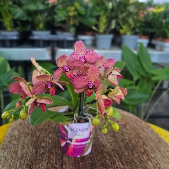 Canlı İthal Leopar Desenli / Sarı-Kırmızı Tonlu Mini Orkide (Phalaenopsis) - görsel 4