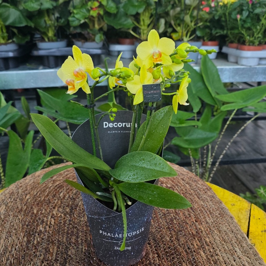 Canlı İthal Kokulu Parlak Sarı Mini Orkide (Phalaenopsis) - Özel Seri Salon Orkidesi - görsel 2