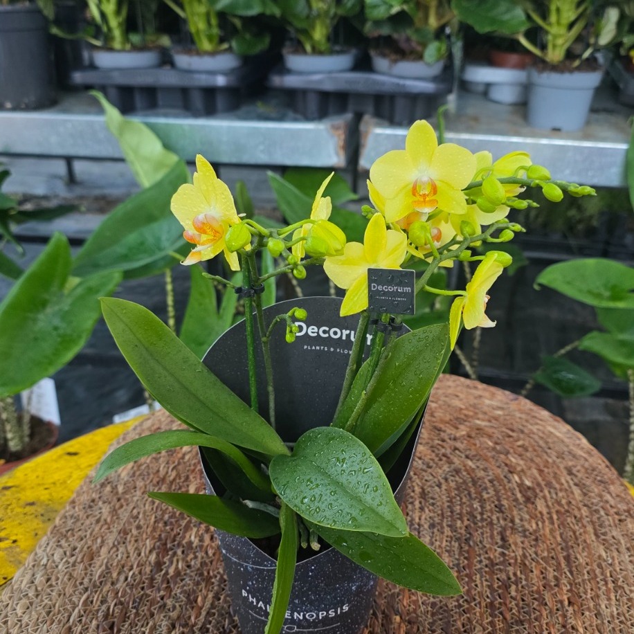 Canlı İthal Kokulu Parlak Sarı Mini Orkide (Phalaenopsis) - Özel Seri Salon Orkidesi - görsel 4
