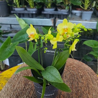 Canlı İthal Kokulu Parlak Sarı Mini Orkide (Phalaenopsis) - Özel Seri Salon Orkidesi - görsel 5