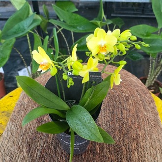 Canlı İthal Kokulu Parlak Sarı Mini Orkide (Phalaenopsis) - Özel Seri Salon Orkidesi - görsel 6
