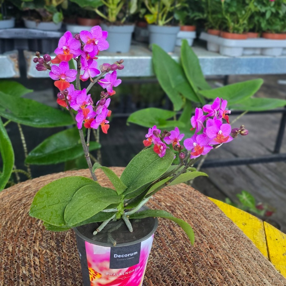 Canlı İthal Kelebek Kanatlı / Çok Dallı Özel Renk Pembe-Turuncu Mini Orkide (Phalaenopsis) - görsel 2