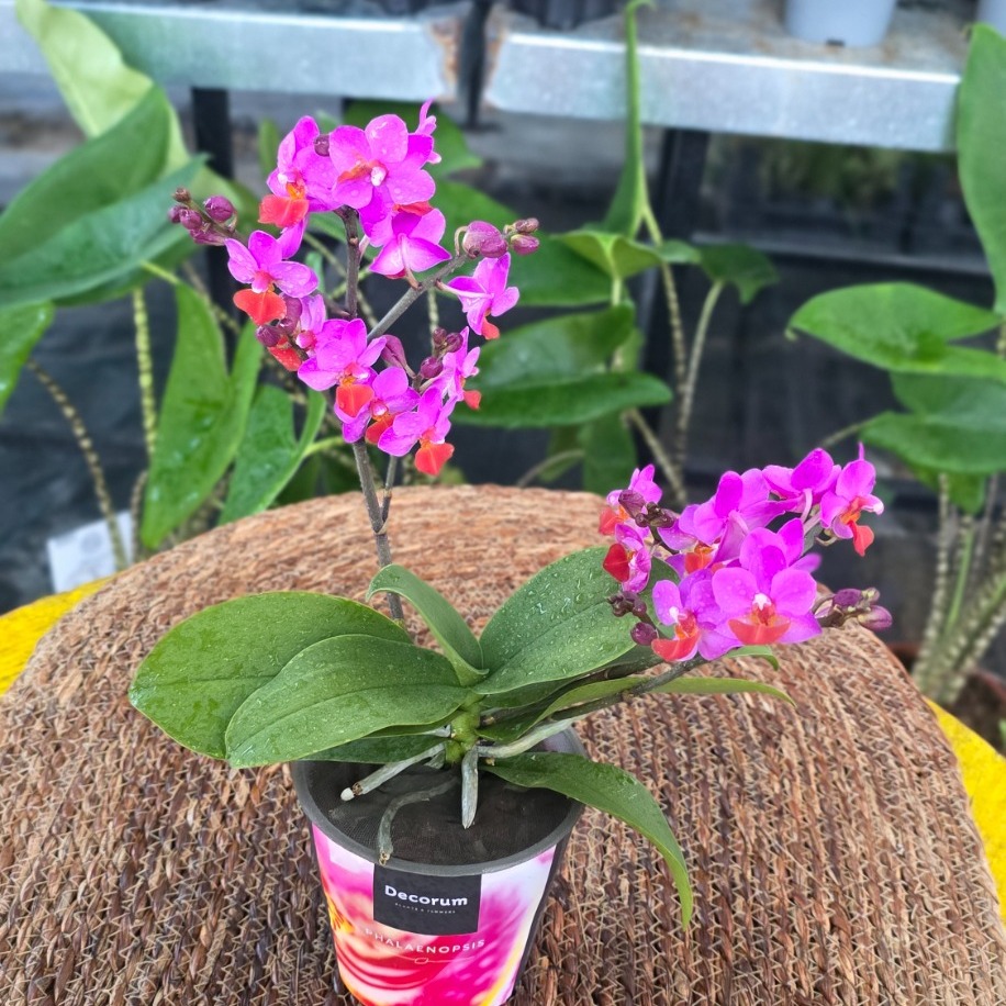 Canlı İthal Kelebek Kanatlı / Çok Dallı Özel Renk Pembe-Turuncu Mini Orkide (Phalaenopsis) - görsel 4