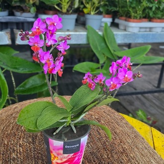 Canlı İthal Kelebek Kanatlı / Çok Dallı Özel Renk Pembe-Turuncu Mini Orkide (Phalaenopsis) - görsel 5