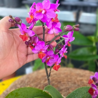 Canlı İthal Kelebek Kanatlı / Çok Dallı Özel Renk Pembe-Turuncu Mini Orkide (Phalaenopsis) - görsel 6