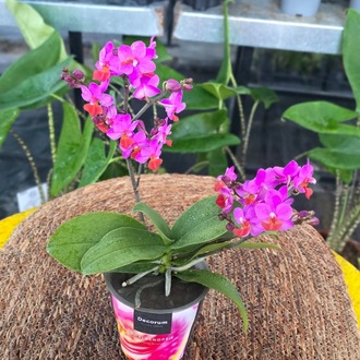 Canlı İthal Kelebek Kanatlı / Çok Dallı Özel Renk Pembe-Turuncu Mini Orkide (Phalaenopsis) - görsel 7