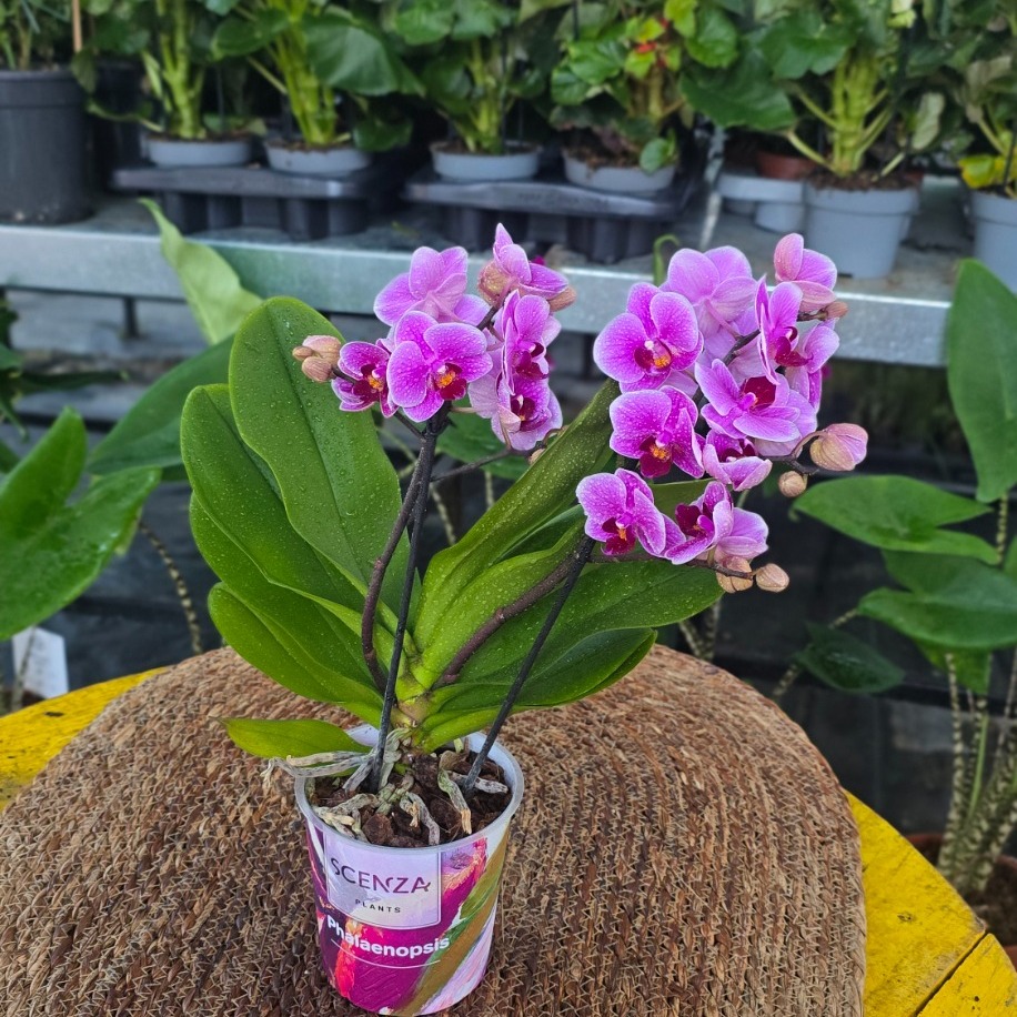 Canlı İthal Canlı Pembe / Mor Tonlu Çift Dal Mini Orkide (Phalaenopsis) - Özel Seri - görsel 3