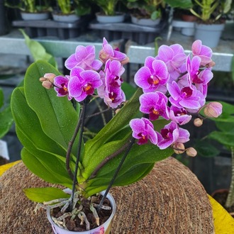 Canlı İthal Canlı Pembe / Mor Tonlu Çift Dal Mini Orkide (Phalaenopsis) - Özel Seri - görsel 6