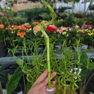 Canlı İthal 1 Adet Şans Bambusu / Örgü ve Spiral Tasarımlı Lucky Bamboo (Dracaena sanderiana) - görsel 5