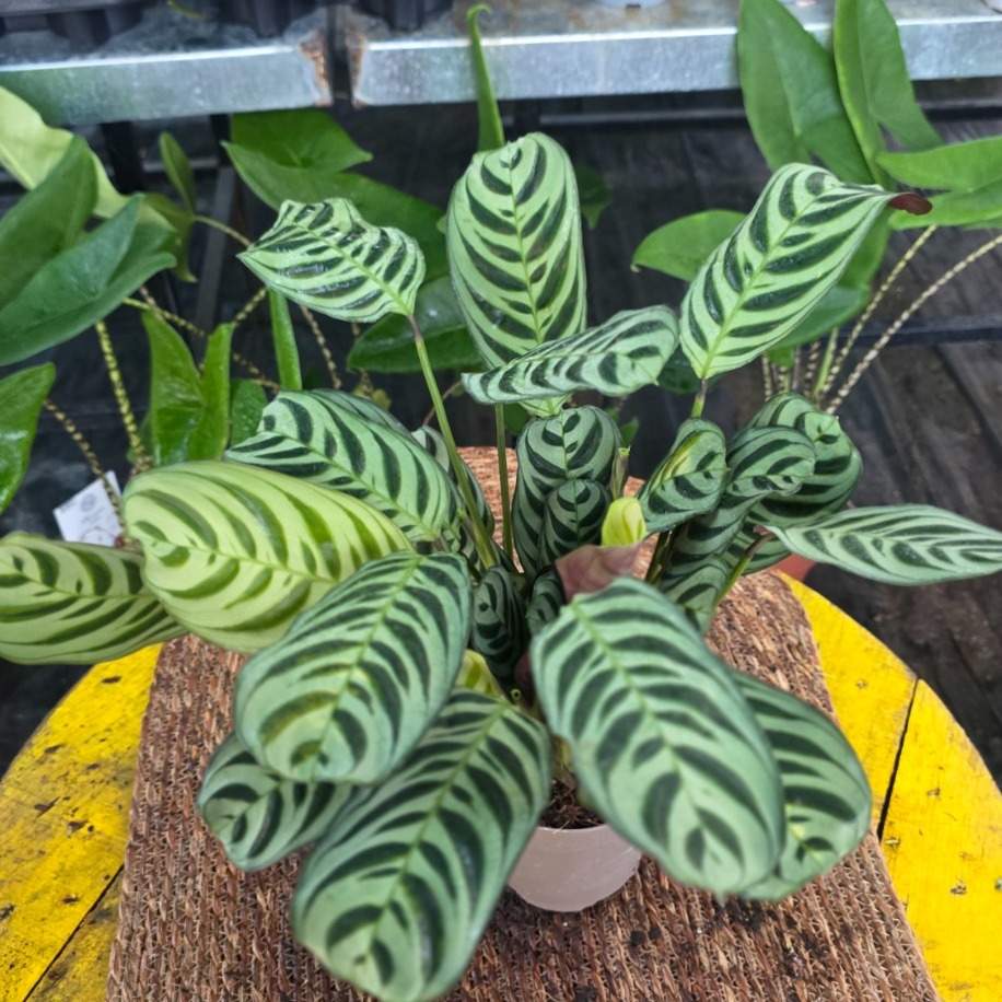Canlı İthal Desenli Yapraklı Kalathea / Dua Çiçeği (Maranta leuconeura / Calathea makoyana - görsel 2