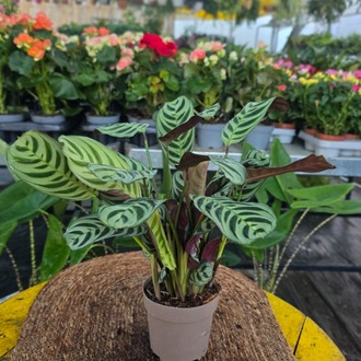 Canlı İthal Desenli Yapraklı Kalathea / Dua Çiçeği (Maranta leuconeura / Calathea makoyana - görsel 5