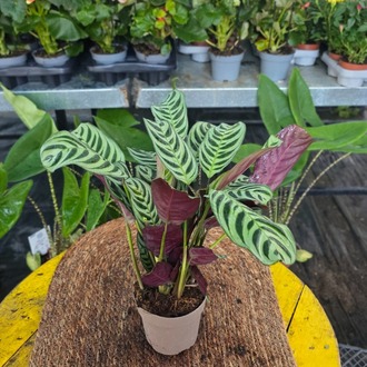 Canlı İthal Desenli Yapraklı Kalathea / Dua Çiçeği (Maranta leuconeura / Calathea makoyana - görsel 7
