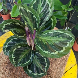 Canlı İthal Desenli Yapraklı Kalathea / Dua Çiçeği (Calathea Medallion) - görsel 6