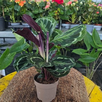 Canlı İthal Desenli Yapraklı Kalathea / Dua Çiçeği (Calathea Medallion) - görsel 7