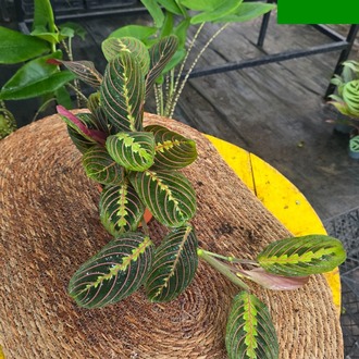 Canlı İthal Pembe Damarlı Maranta / Kırmızı Dua Çiçeği (Maranta leuconeura 'Erythroneura') - görsel 5