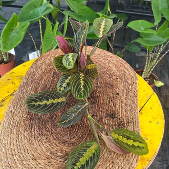 Canlı İthal Pembe Damarlı Maranta / Kırmızı Dua Çiçeği (Maranta leuconeura 'Erythroneura') - görsel 6
