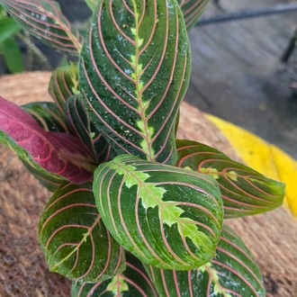 Canlı İthal Pembe Damarlı Maranta / Kırmızı Dua Çiçeği (Maranta leuconeura 'Erythroneura') - görsel 7