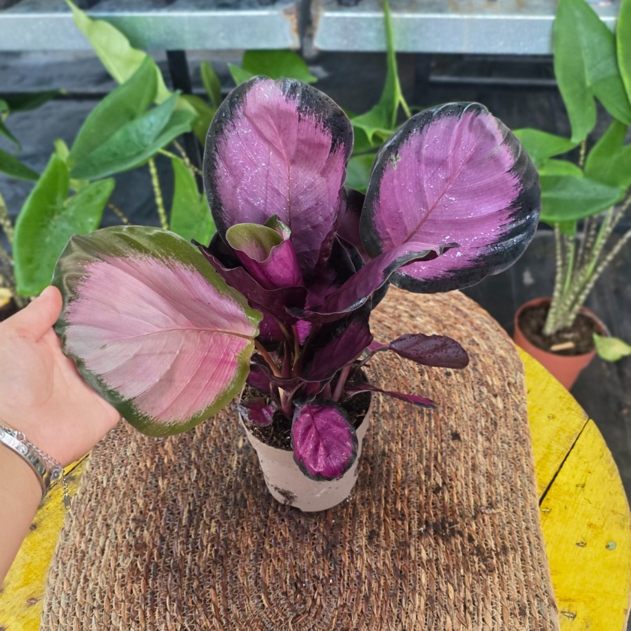 Canlı İthal Pembe Yapraklı Kalathea / Dua Çiçeği (Calathea roseopicta 'Rosy') - görsel 2