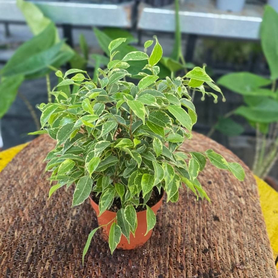 Canlı İthal Alacalı Yapraklı Benjamin Ficus / Alacalı Benjamin Ağacı - görsel 2