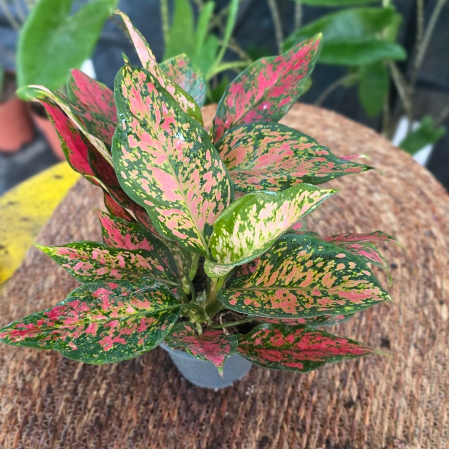 Canlı İthal Renkli Yapraklı Aglaonema / Çin Herdemgüzeli (Aglaonema 'Pink Lady' - görsel 2