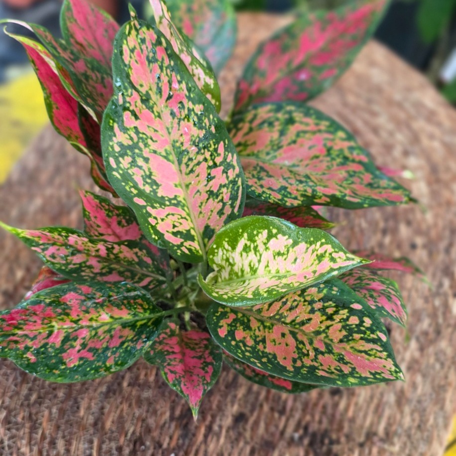 Canlı İthal Renkli Yapraklı Aglaonema / Çin Herdemgüzeli (Aglaonema 'Pink Lady' - görsel 3