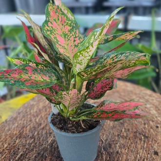 Canlı İthal Renkli Yapraklı Aglaonema / Çin Herdemgüzeli (Aglaonema 'Pink Lady' - görsel 5
