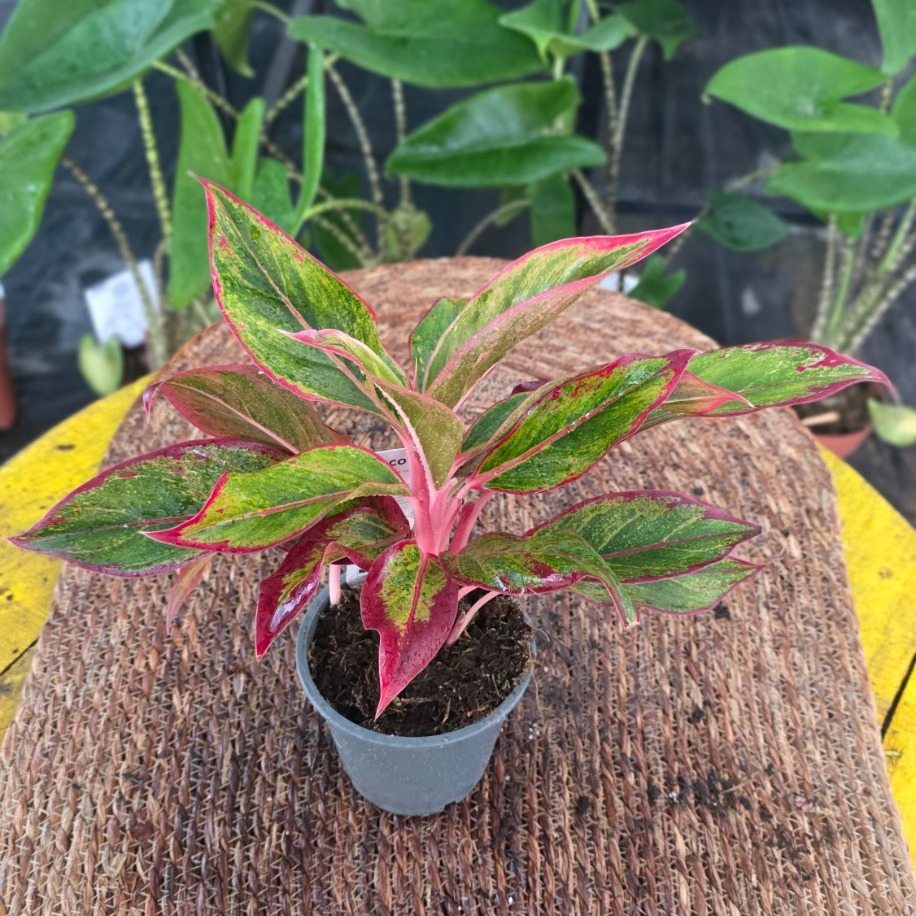 Botanik Bahçesi Flora | Canlı İthal Renkli Yapraklı Aglaonema / Çin Herdemgüzeli - görsel 3