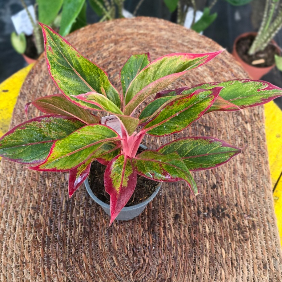 Botanik Bahçesi Flora | Canlı İthal Renkli Yapraklı Aglaonema / Çin Herdemgüzeli - görsel 4