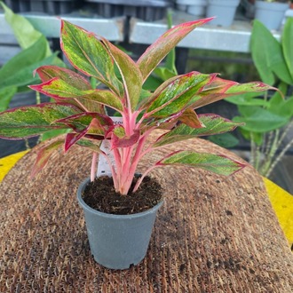 Botanik Bahçesi Flora | Canlı İthal Renkli Yapraklı Aglaonema / Çin Herdemgüzeli - görsel 5