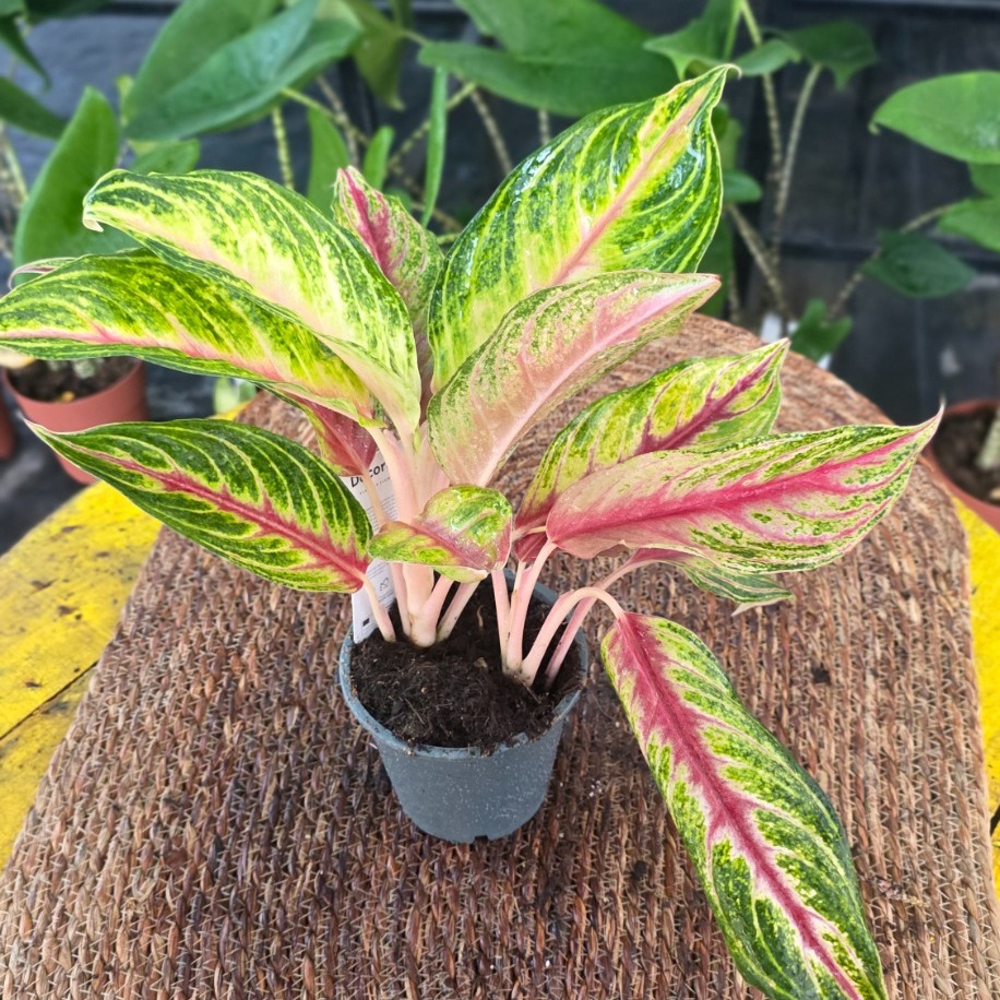 Canlı İthal Renkli Aglaonema Çin Herdemgüzeli Özel Seri Salon Bitkisi - görsel 2