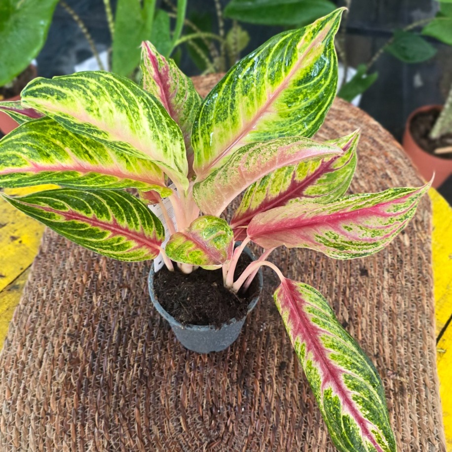 Canlı İthal Renkli Aglaonema Çin Herdemgüzeli Özel Seri Salon Bitkisi - görsel 3