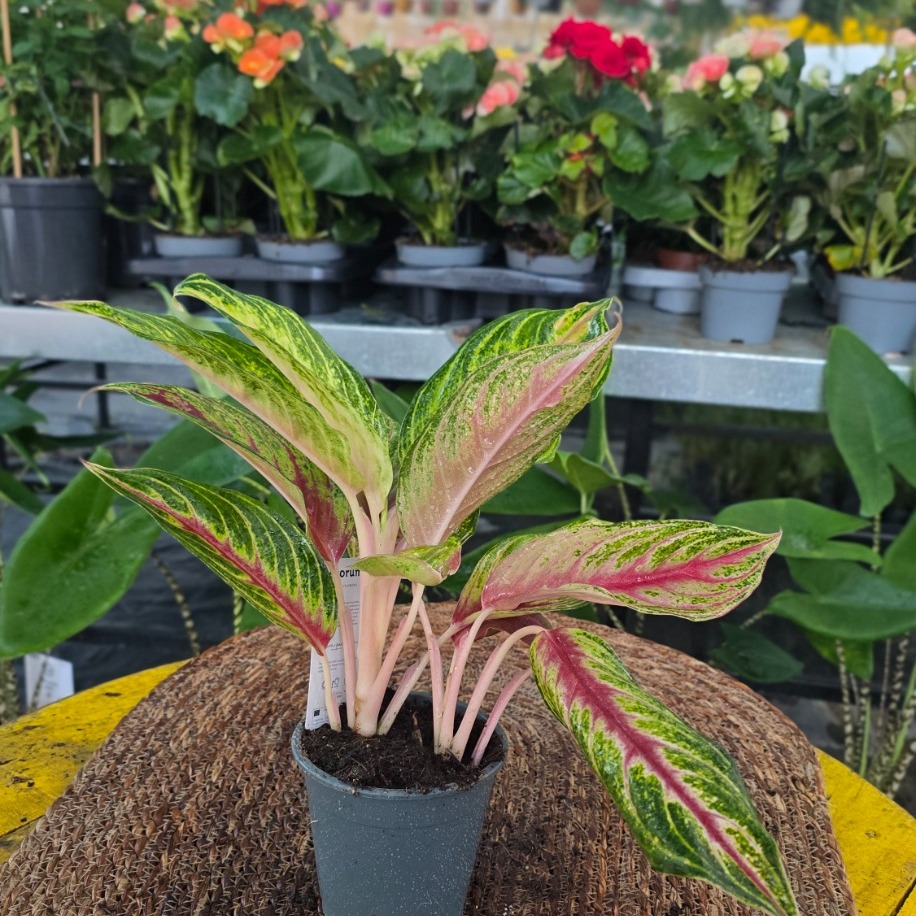 Canlı İthal Renkli Aglaonema Çin Herdemgüzeli Özel Seri Salon Bitkisi - görsel 4