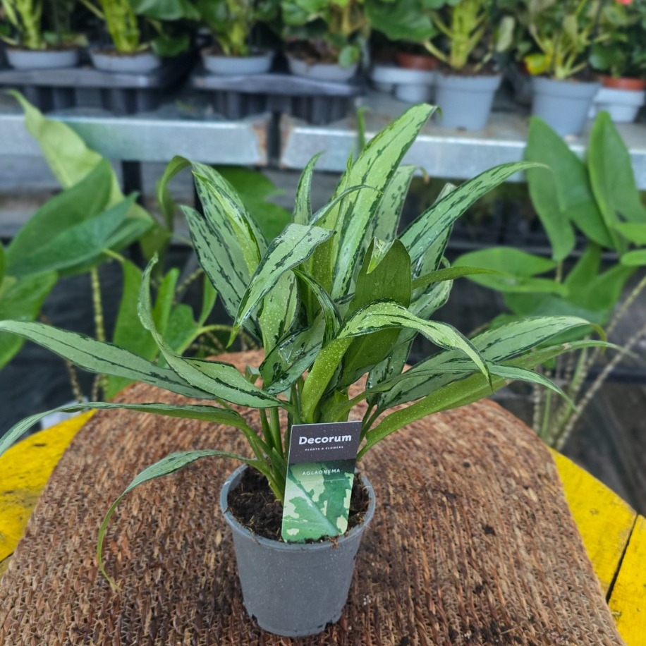 Canlı İthal Gümüş Yapraklı Aglaonema Çin Herdemgüzeli Salon Bitkisi - görsel 3