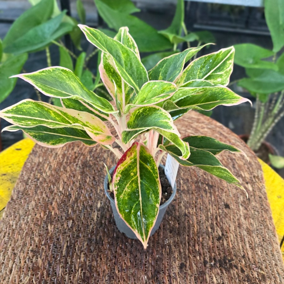 İthal Renkli Aglaonema Çin Herdemgüzeli Özel Seri Salon Bitkisi - görsel 2