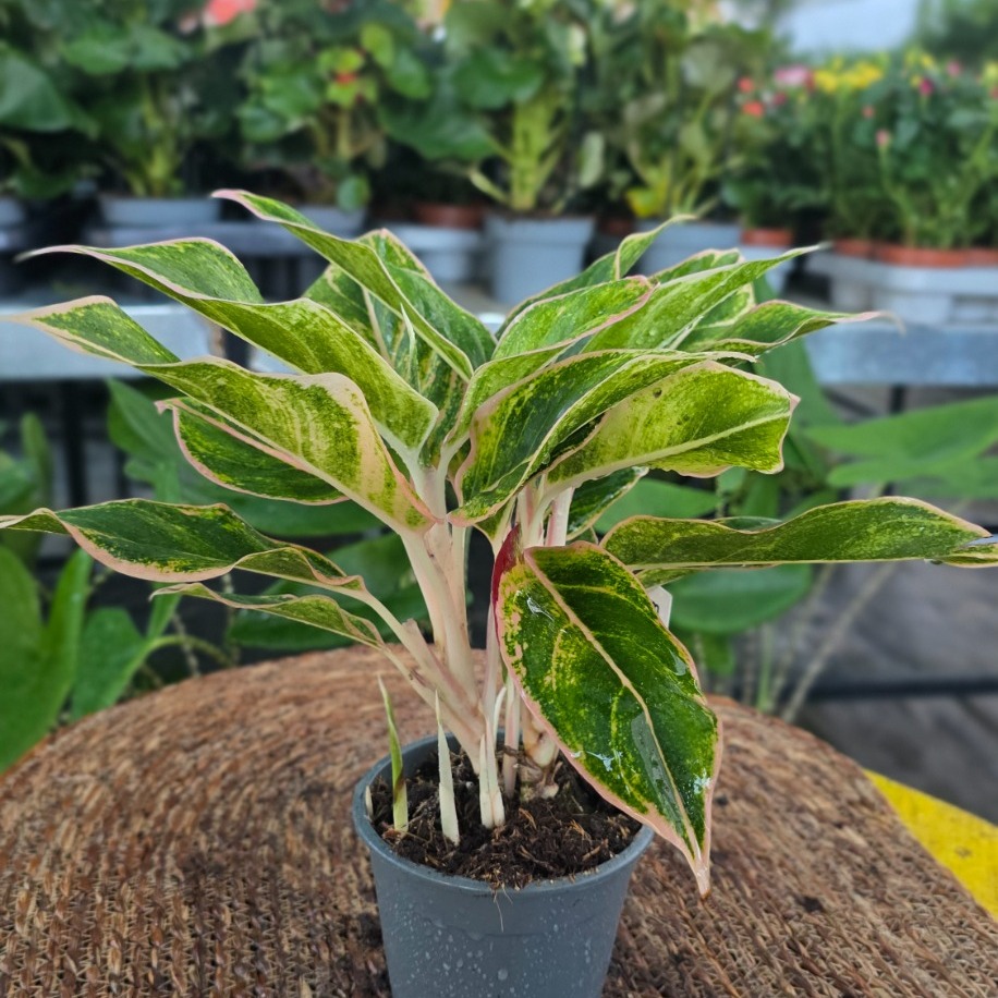 İthal Renkli Aglaonema Çin Herdemgüzeli Özel Seri Salon Bitkisi - görsel 3