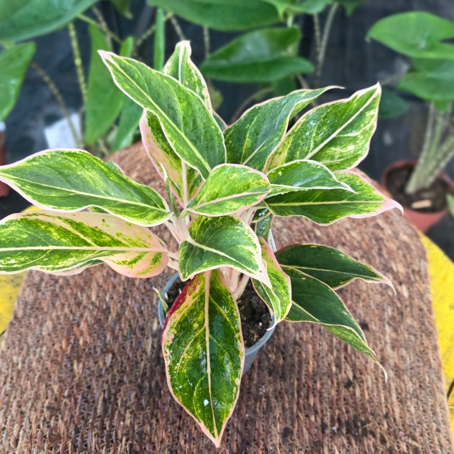 İthal Renkli Aglaonema Çin Herdemgüzeli Özel Seri Salon Bitkisi - görsel 4