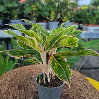 İthal Renkli Aglaonema Çin Herdemgüzeli Özel Seri Salon Bitkisi - görsel 5