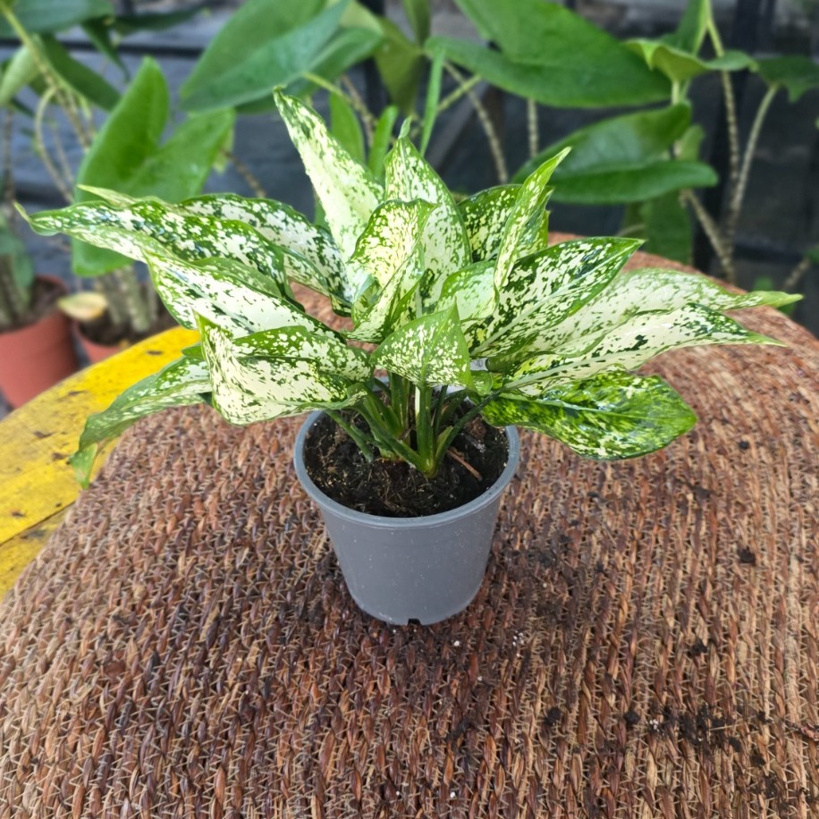İthal Beyaz Alacalı Aglaonema Çin Herdemgüzeli Salon Bitkisi - görsel 3