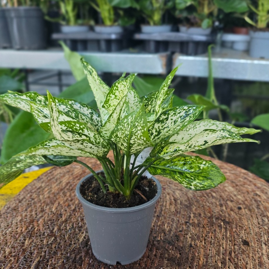 İthal Beyaz Alacalı Aglaonema Çin Herdemgüzeli Salon Bitkisi - görsel 4