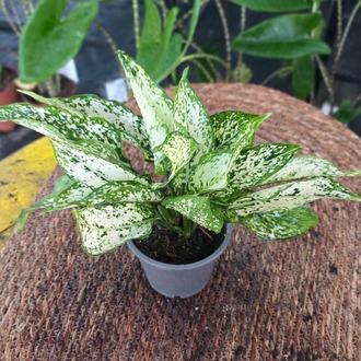 İthal Beyaz Alacalı Aglaonema Çin Herdemgüzeli Salon Bitkisi - görsel 6