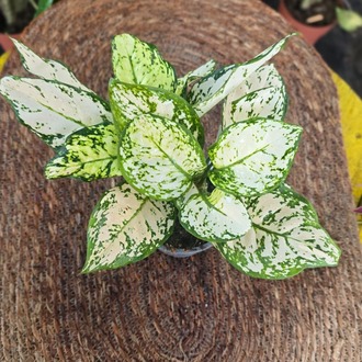 İthal Beyaz Alacalı Aglaonema Çin Herdemgüzeli Salon Bitkisi - görsel 6