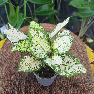 İthal Beyaz Alacalı Aglaonema Çin Herdemgüzeli Salon Bitkisi - görsel 7