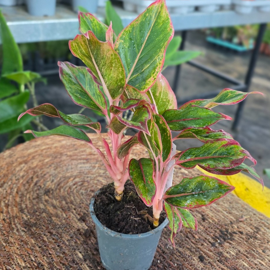 İthal Pembe Saplı Renkli Aglaonema Çin Herdemgüzeli Salon Bitkisi - görsel 2