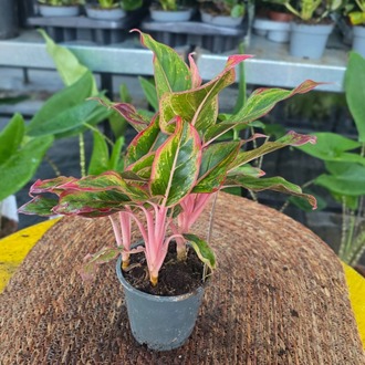 İthal Pembe Saplı Renkli Aglaonema Çin Herdemgüzeli Salon Bitkisi - görsel 5