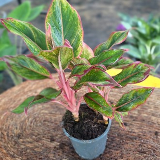 İthal Pembe Saplı Renkli Aglaonema Çin Herdemgüzeli Salon Bitkisi - görsel 6