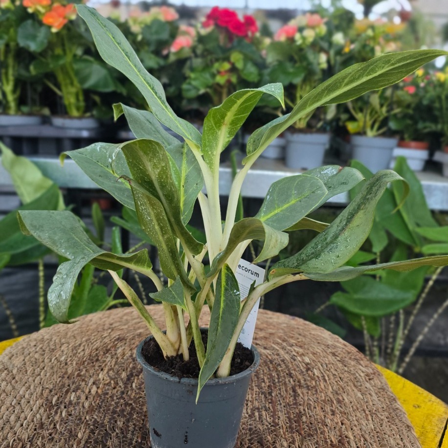 İthal Beyaz Saplı Geniş Yapraklı Aglaonema Çin Herdemgüzeli Salon Bitkisi - görsel 3